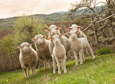 © Baronb - Fotolia.com © Baronb - Fotolia.com
